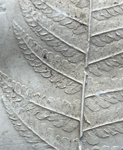 Close up of fern plaster cast
